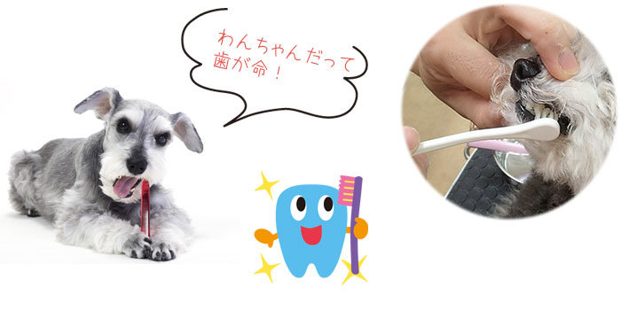 歯みがきコース
